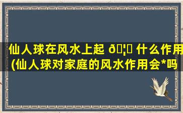 仙人球在风水上起 🦅 什么作用(仙人球对家庭的风水作用会*
吗)